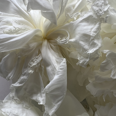 WHITE PEONY
